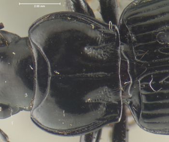 Media type: image;   Entomology 32963 Aspect: pronotum dorsal